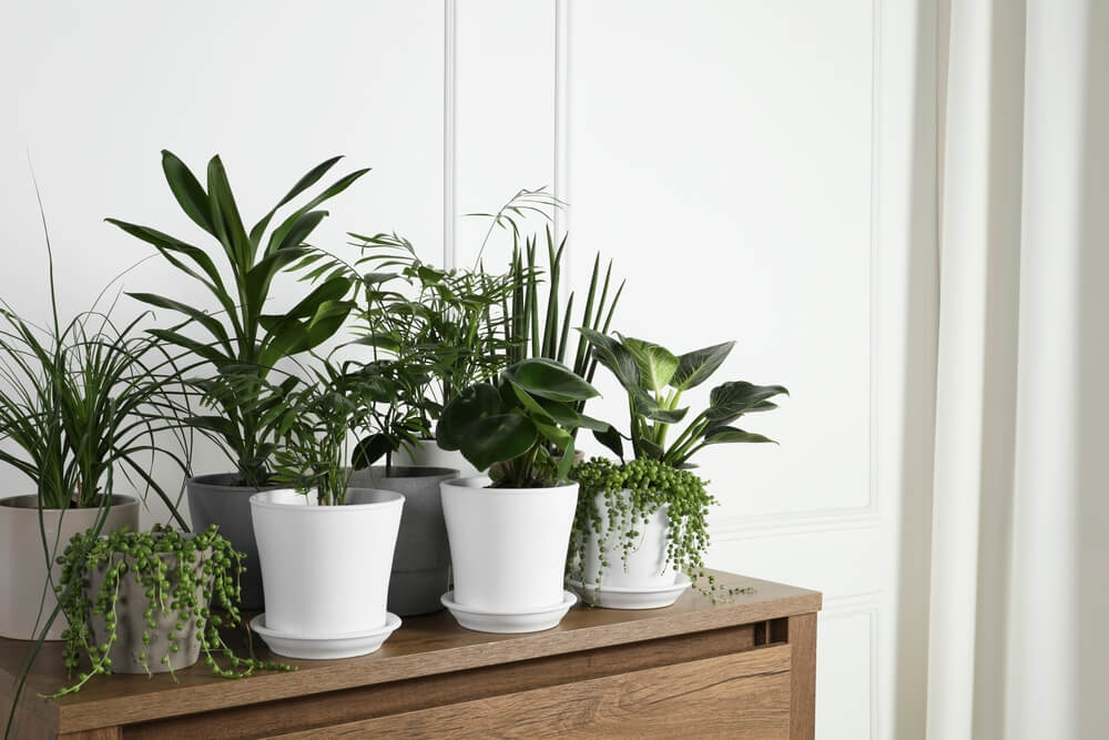 plantes vertes