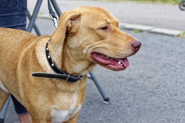 détection canine pour vous débarrasser des punaises de lit