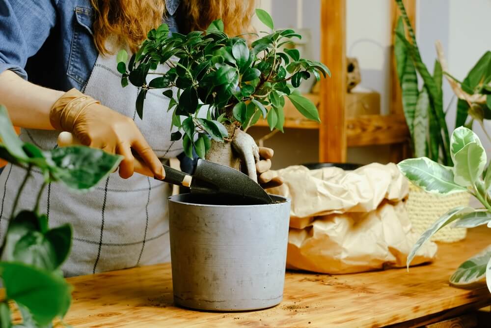 entretien plante intérieur