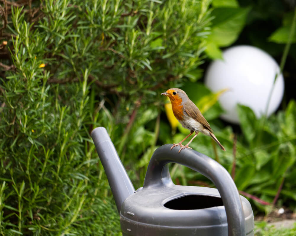 jardin faune