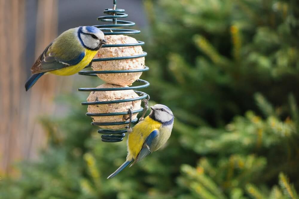 oiseau jardin