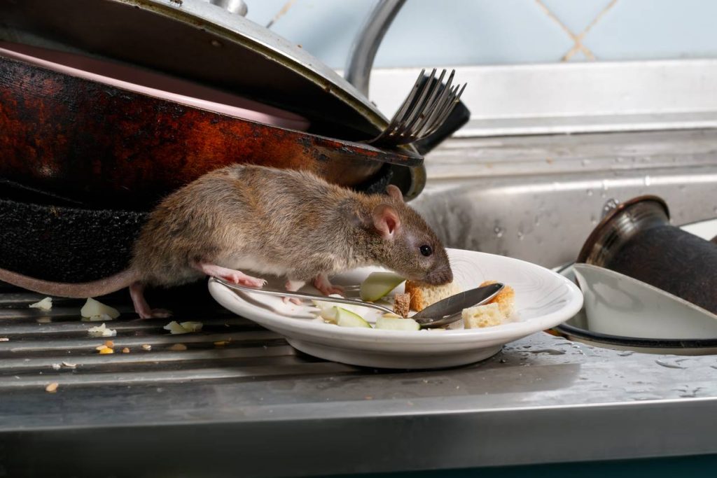 présence rongeurs environnement